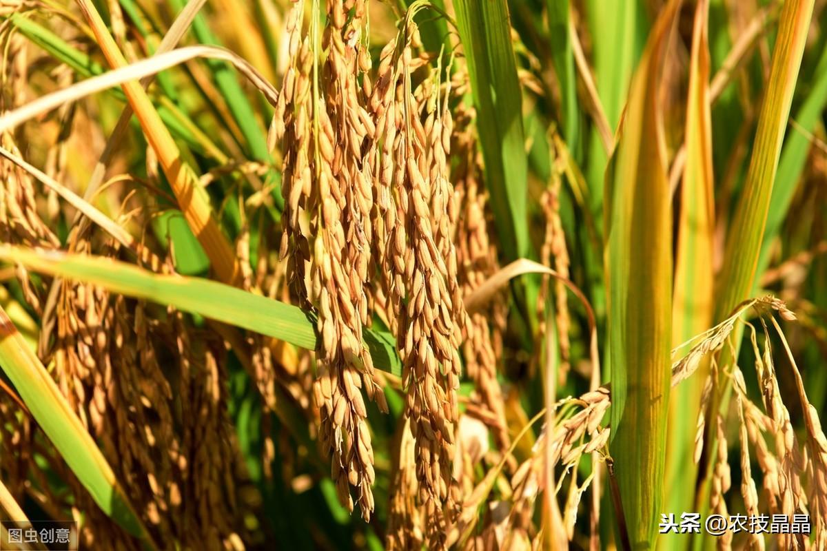 种植技术双季稻的优点_双季稻种植方案_双季稻种植技术