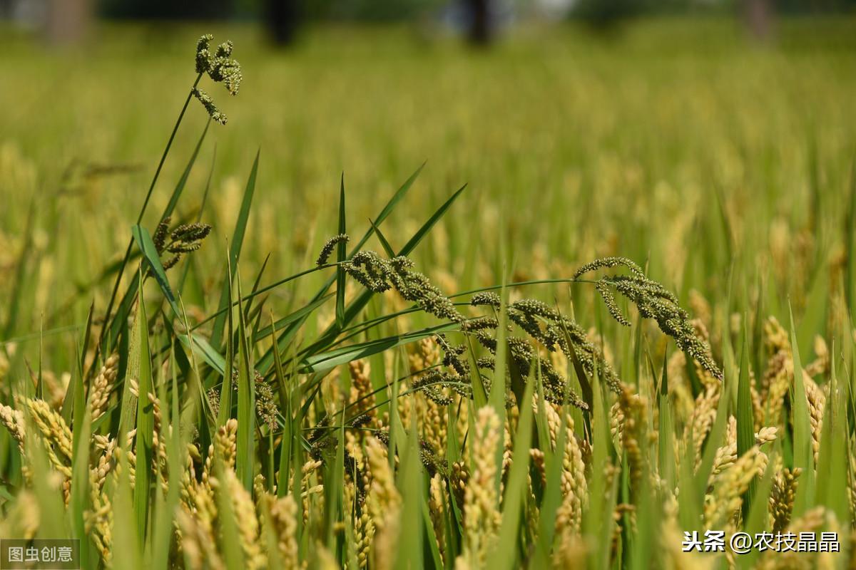 双季稻种植技术_双季稻种植方案_种植技术双季稻的优点