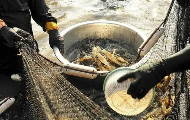 野生虾怎么养活_野生虾养殖技术视频教程_野生虾养殖技术