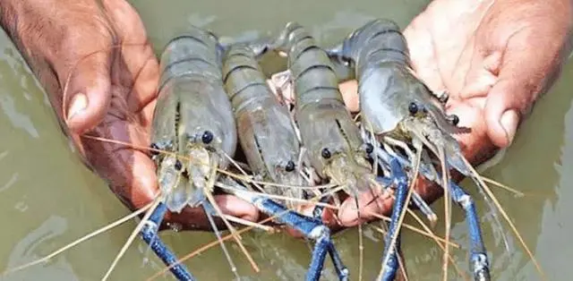 野生虾养殖技术_野生虾怎么养活_野生虾养殖技术视频教程