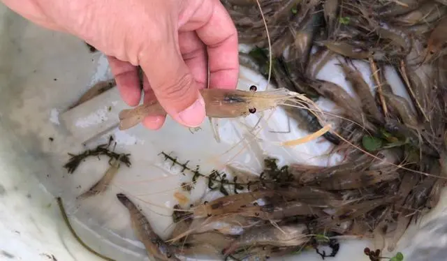 野生虾怎么养活_野生虾养殖技术_野生虾养殖技术视频教程