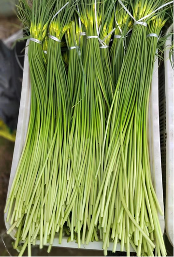 露天南瓜种植技术视频_露天南瓜高产栽培技术_视频南瓜露天种植技术教程