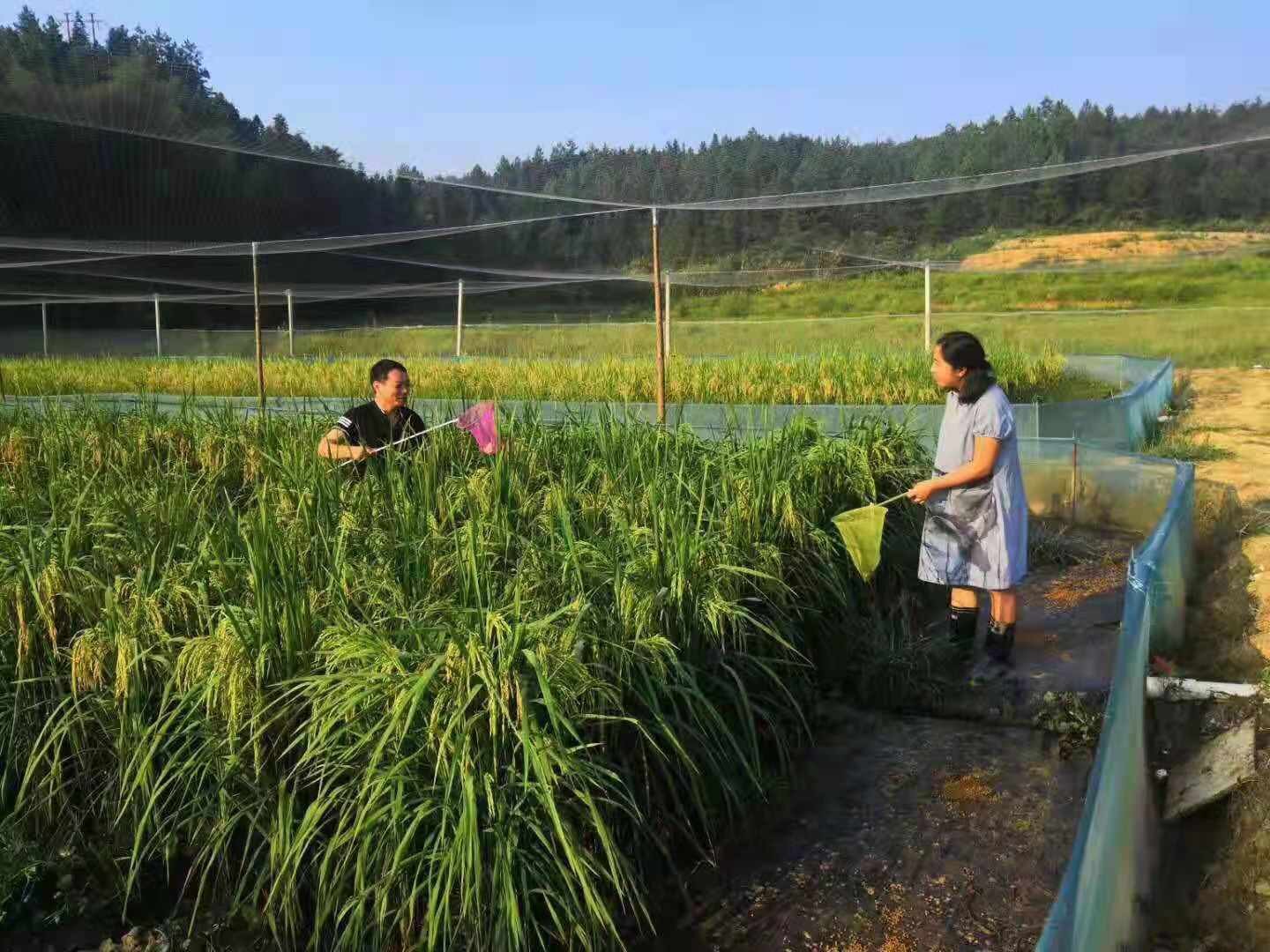 青虫的养殖技术_青蛀养殖技术视频 39_青虫养殖和食用