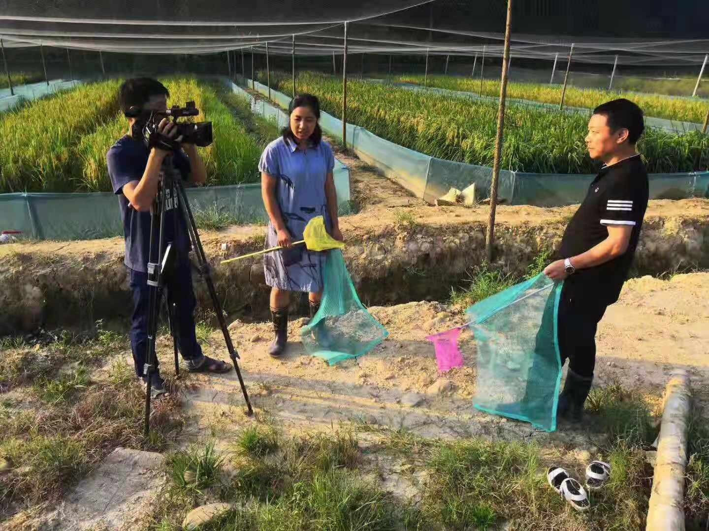 青蛀养殖技术视频 39_青虫的养殖技术_青虫养殖和食用