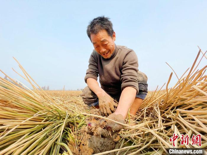 洞庭湖区新农人解锁“双季稻＋”新模式 养地护田又增收