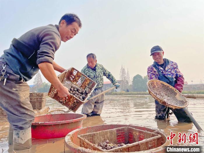 双季稻栽培技术规程_双季稻种植技术_种植技术双季稻是什么