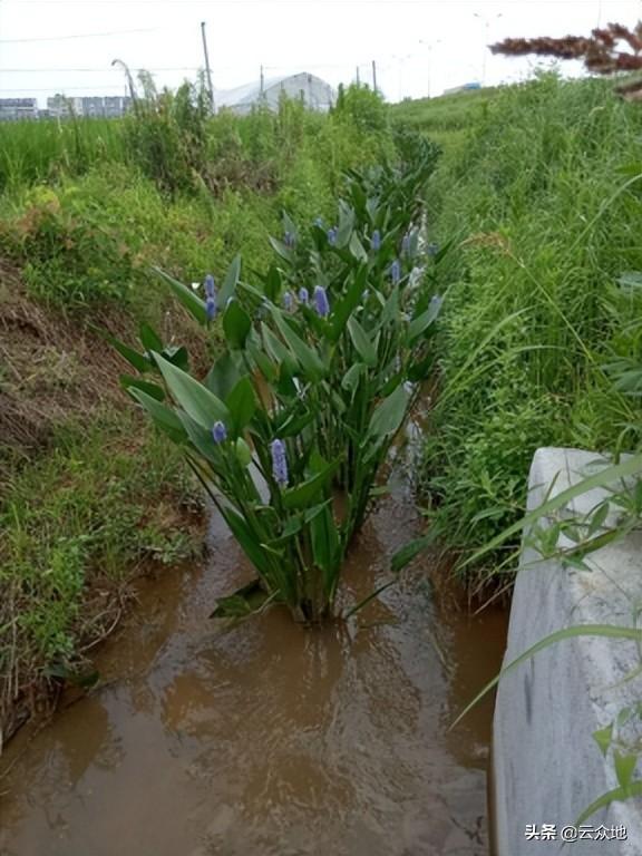 双季稻种植方案_双季稻栽培技术规程_双季稻种植技术