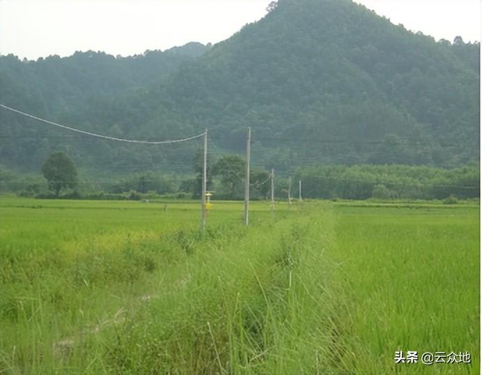 双季稻种植方案_双季稻种植技术_双季稻栽培技术规程