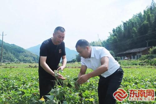 致富经种植红薯茎叶_红薯叶种植_种红薯叶的经济效益