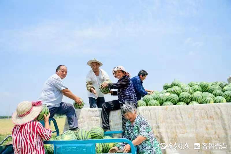 致富西瓜种植视频_农业种植致富项目西瓜_西瓜种植致富经