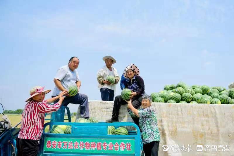 致富西瓜种植视频_西瓜种植致富经_农业种植致富项目西瓜