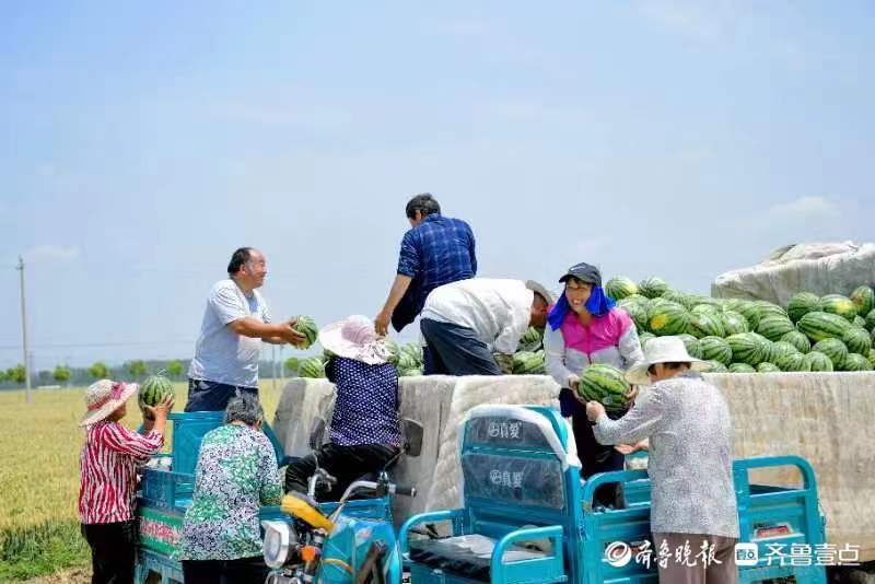 农业种植致富项目西瓜_西瓜种植致富经_致富西瓜种植视频