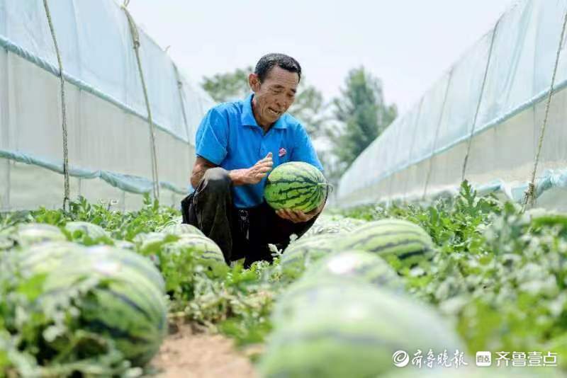 致富西瓜种植视频_农业种植致富项目西瓜_西瓜种植致富经