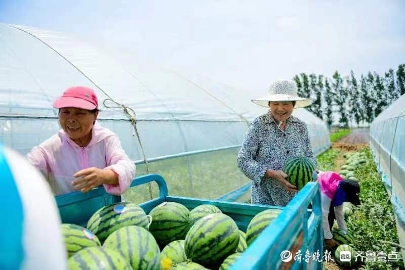 农业种植致富项目西瓜_西瓜种植致富经_致富西瓜种植视频