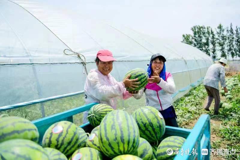 西瓜种植致富经_农业种植致富项目西瓜_致富西瓜种植视频