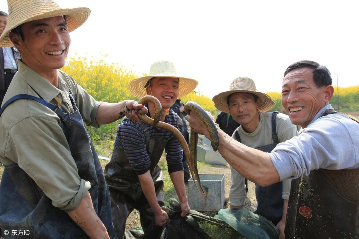 致富经黄鳝养殖_致富养殖黄鳝怎么样_养殖黄鳝挣钱吗