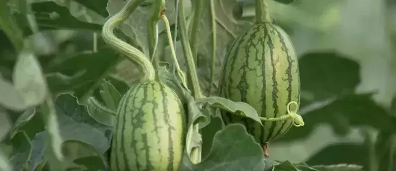 西瓜种植铺就致富路_西瓜种植致富经_农业种植致富项目西瓜