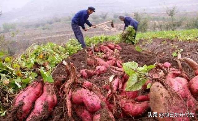 红薯块茎种植_致富经种植红薯茎叶_红薯茎叶病害防治技术