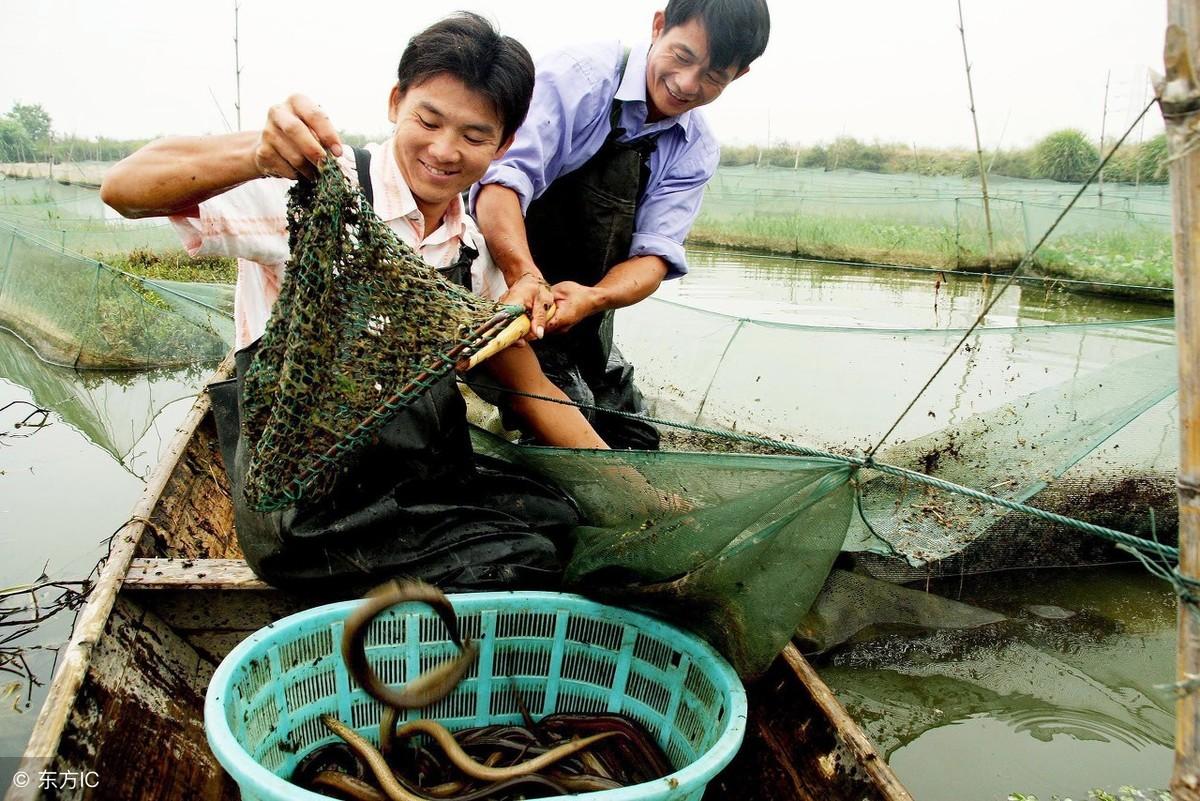 致富养殖黄鳝赚钱吗_黄鳝养殖致富经_致富经黄鳝养殖