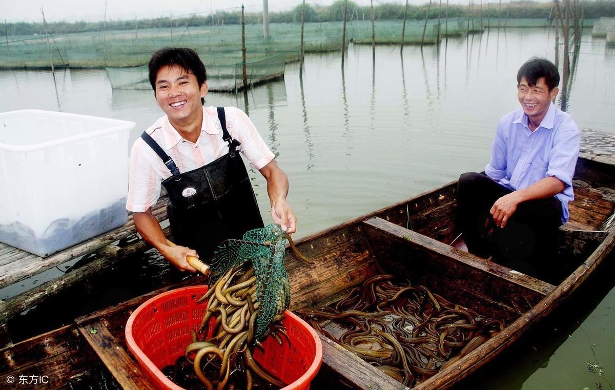 致富经黄鳝养殖_黄鳝养殖致富经_致富养殖黄鳝赚钱吗