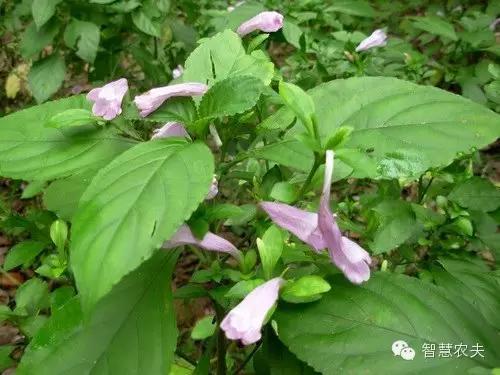 17个适合农村种植的药材品种-板蓝根