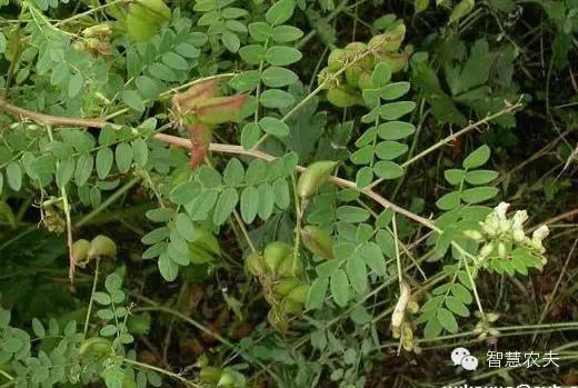 17个适合农村种植的药材品种-黄芪