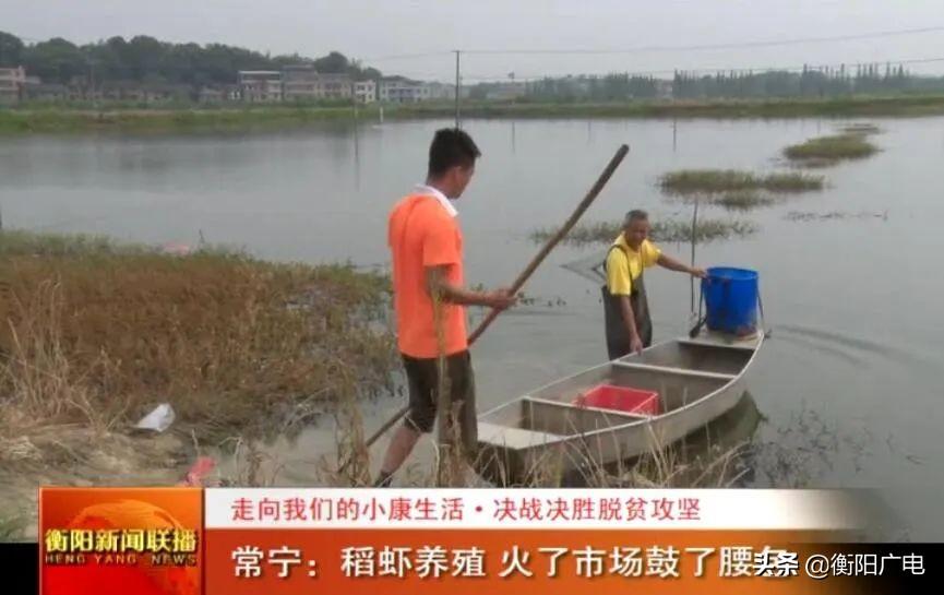 种植彩稻致富_致富经水稻_种植彩稻的成本与利润