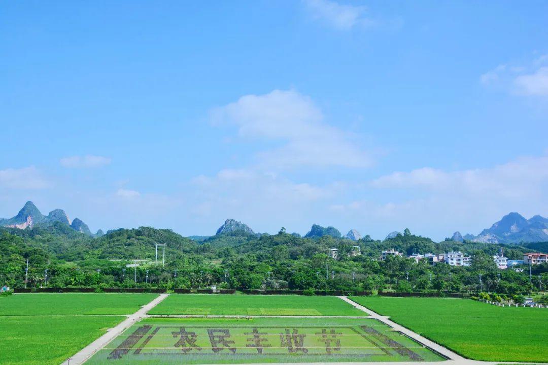 种植彩稻致富_种植彩稻的成本与利润_稻草致富