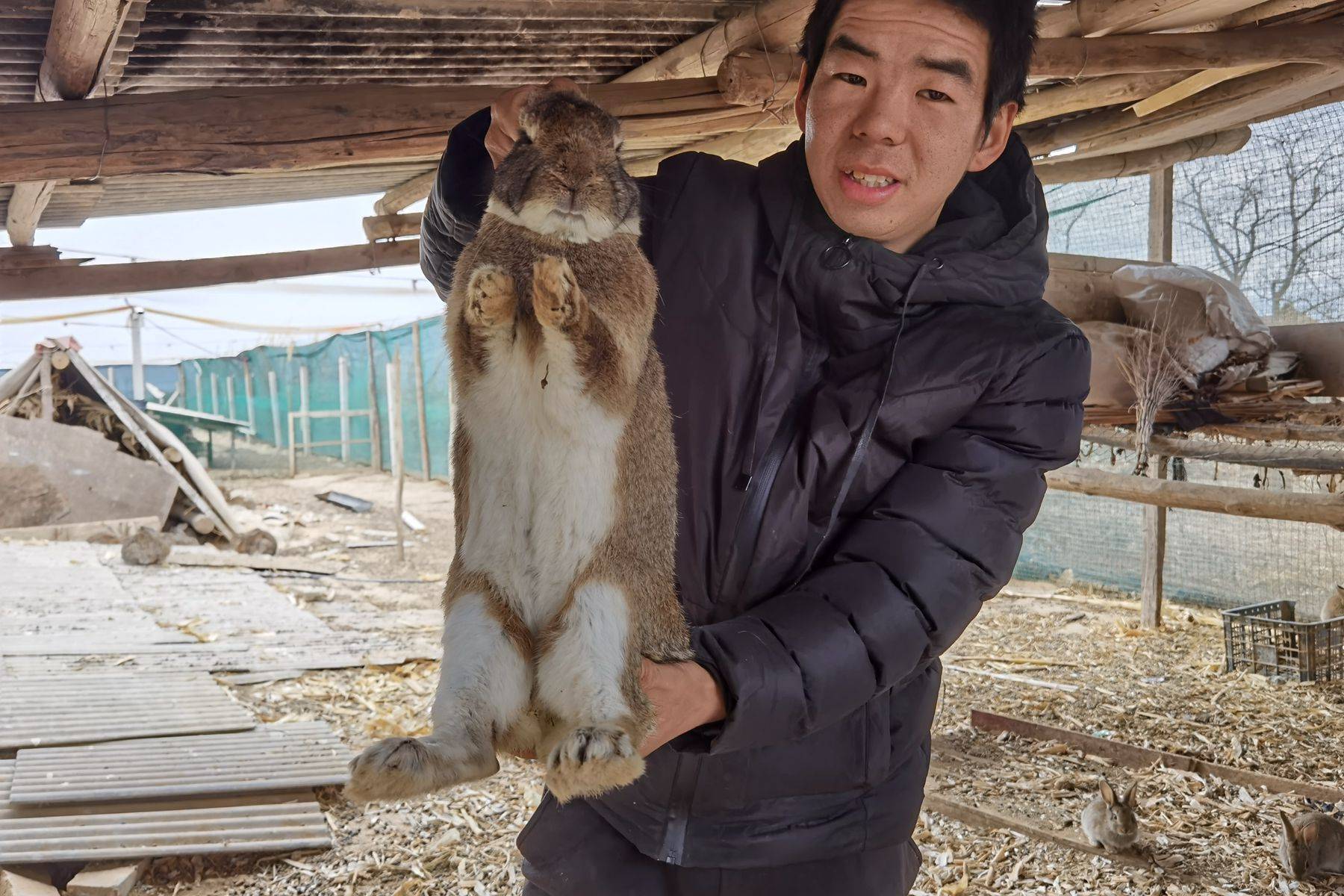 致富经野兔仿野生养殖_纯野兔养殖成功视频_养殖纯种野兔