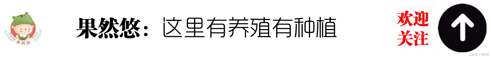 驴的养殖技术及注意事项_驴养殖方法技术有哪些_驴的养殖方法和技术