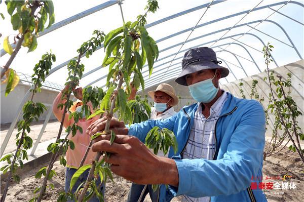 李健中水果公司_李健中水果致富经_孝感农业致富种植各种水果网