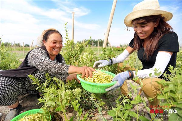 李健中水果公司_孝感农业致富种植各种水果网_李健中水果致富经