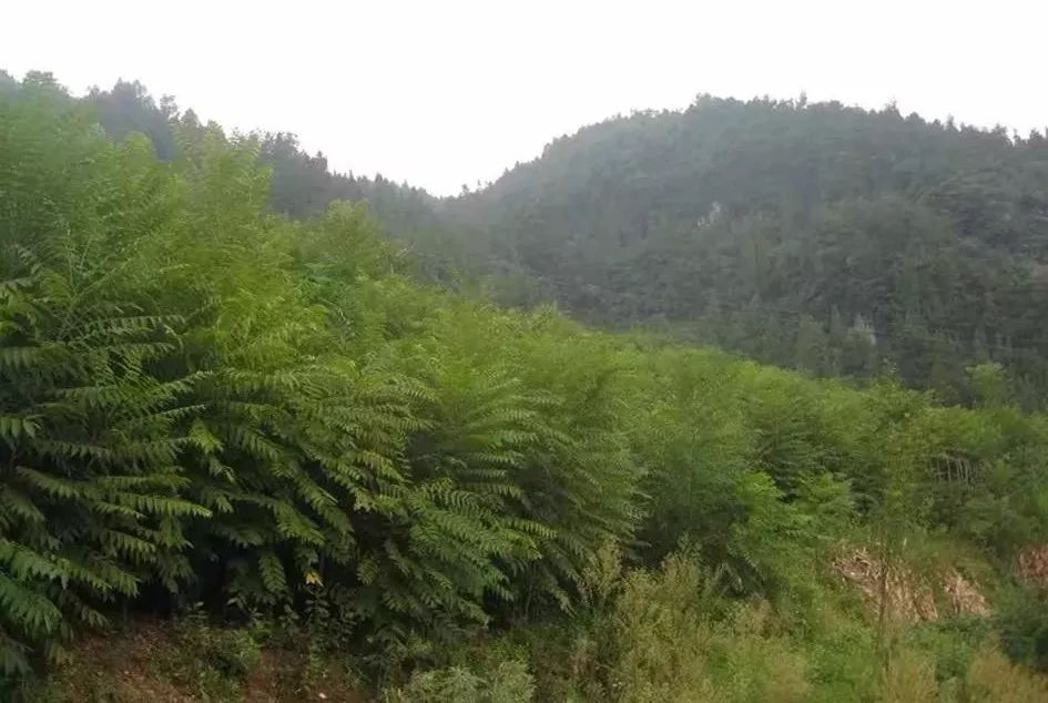 快看！香椿达人的致富秘诀，竟是这？