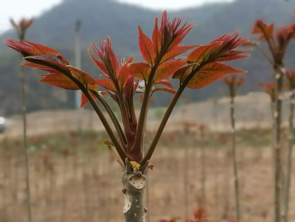 香椿树赚钱吗_致富经如何靠香椿树_致富经种植香椿