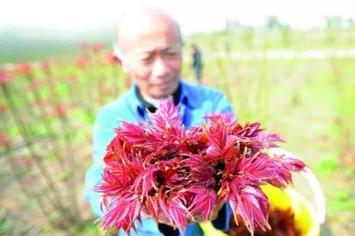 香椿树赚钱吗_致富经种植香椿_致富经如何靠香椿树