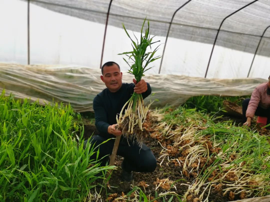 生姜种植致富吗_致富生姜种植视频_致富生姜种植技术视频