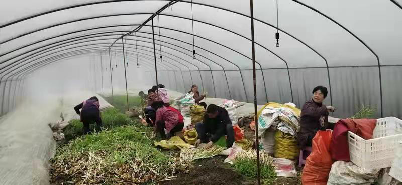 生姜种植致富吗_致富生姜种植视频_致富生姜种植技术视频