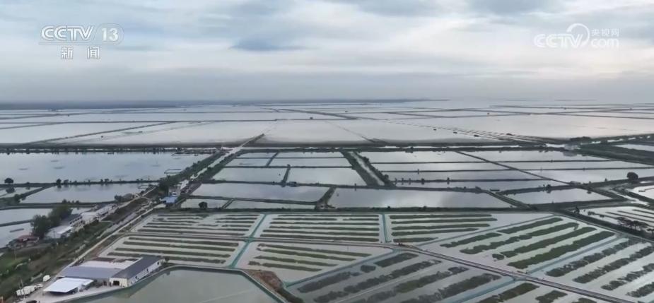 合肥养殖青鱼技术指导_合肥养殖青鱼技术培训_合肥青鱼养殖技术