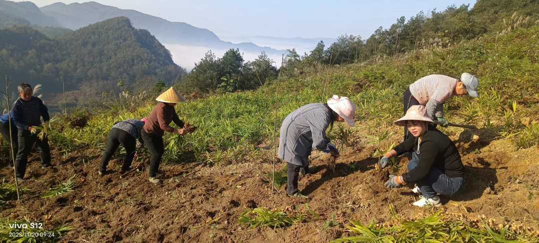 生姜种植致富吗_生姜种植挣钱吗_生姜种植致富经