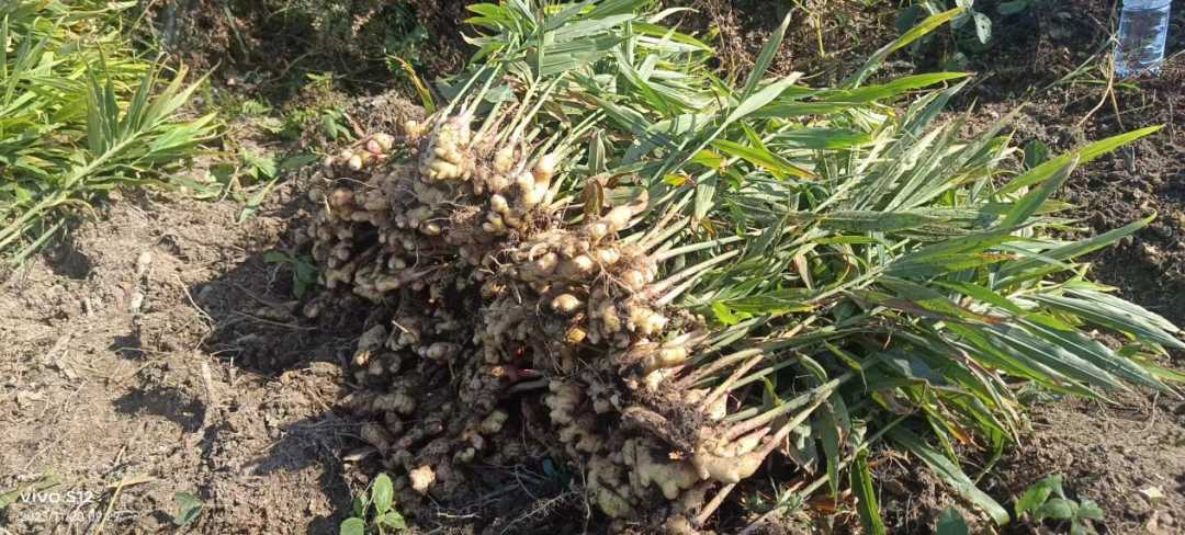 生姜种植致富经_生姜种植致富吗_生姜种植挣钱吗