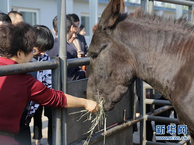 驴养殖方法技术大全_驴的养殖方法和技术_驴养殖方法技术视频