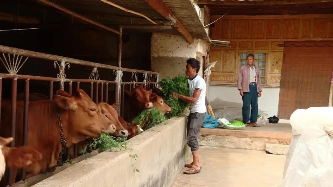 残疾人养殖励志致富经_致富经残疾人养猪视频_残疾致富励志养殖人的句子