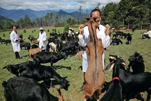 致富经残疾人养猪视频_残疾人养殖励志致富经_残疾人养殖创业事迹