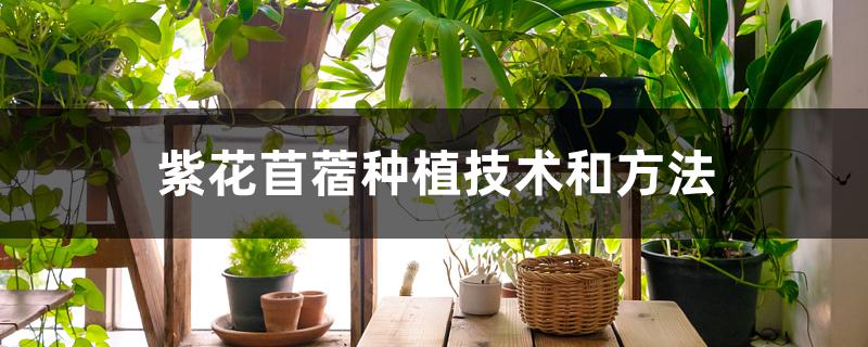 紫花苜蓿种植技术和方法