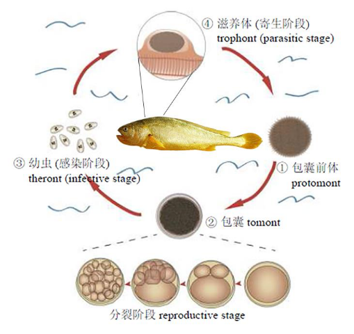 养殖黄鱼网箱技术大全图片_养殖黄鱼网箱技术大全图解_网箱大黄鱼养殖技术