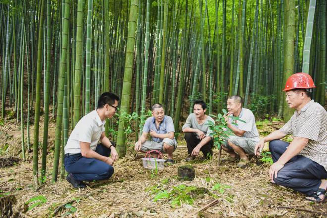 致富经林下养鸡_林下养殖致富新闻_致富经农业养殖视频