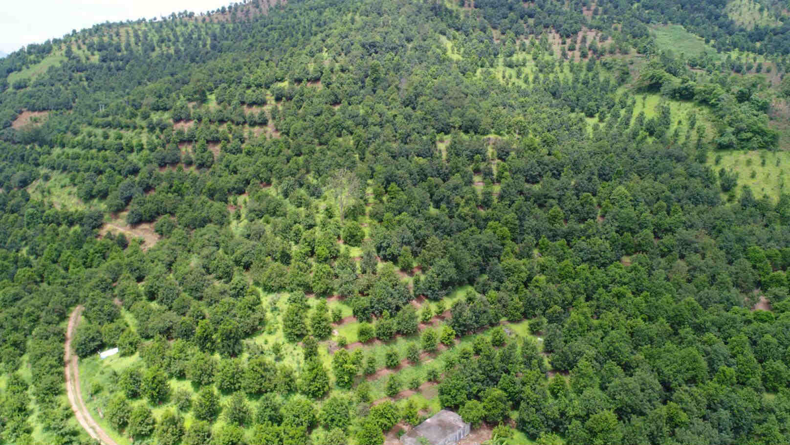 致富经甘蔗种植视频_甘蔗种植效益_甘蔗种植大户的致富路线