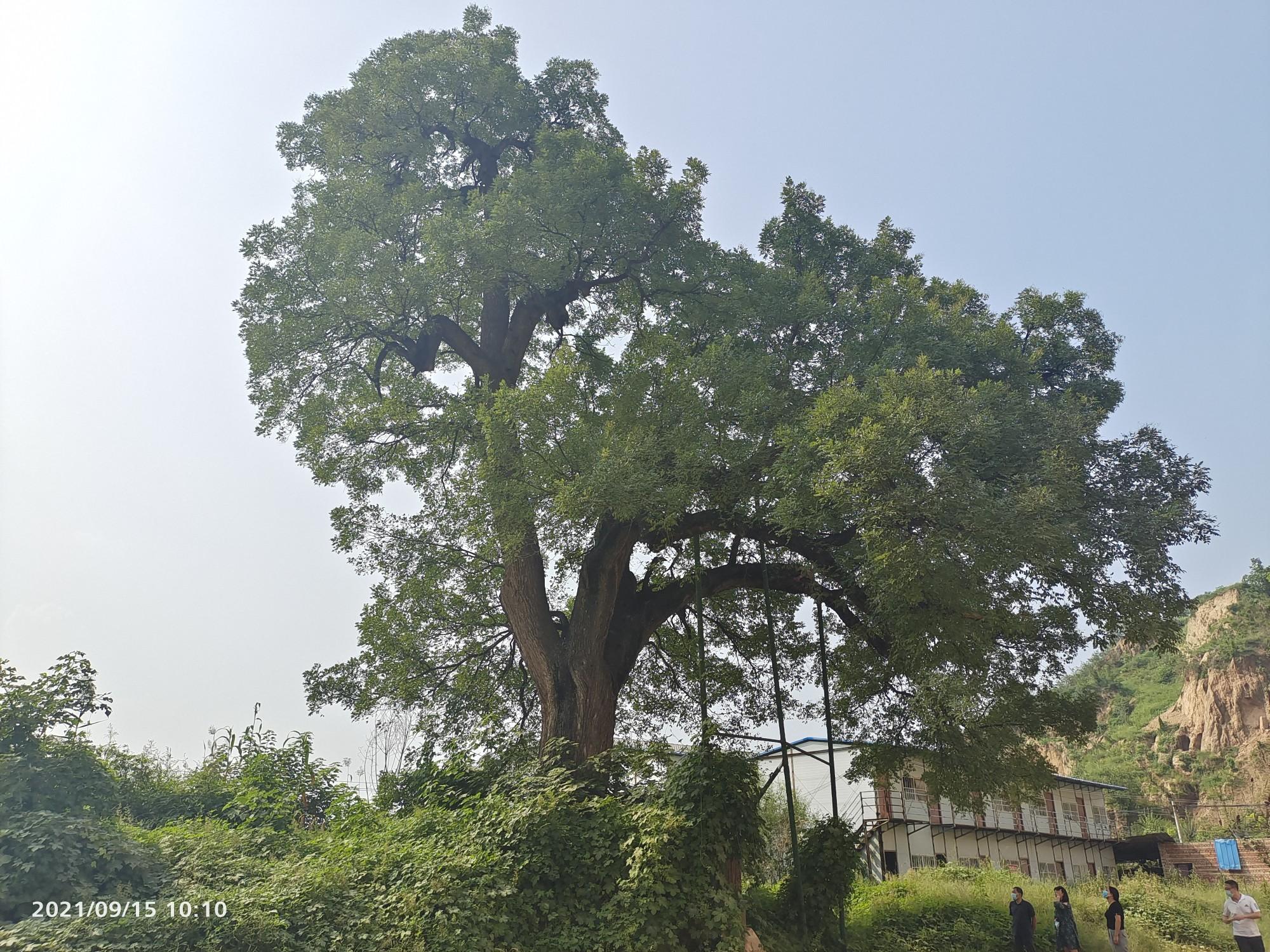 巩义市的这些古树，扛住了特大暴雨的冲击