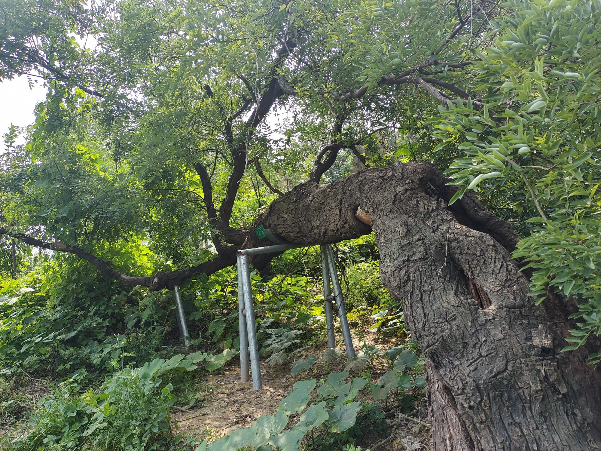 种皂角树的前景如何_如何种植皂角树_致富经皂角树种植视频