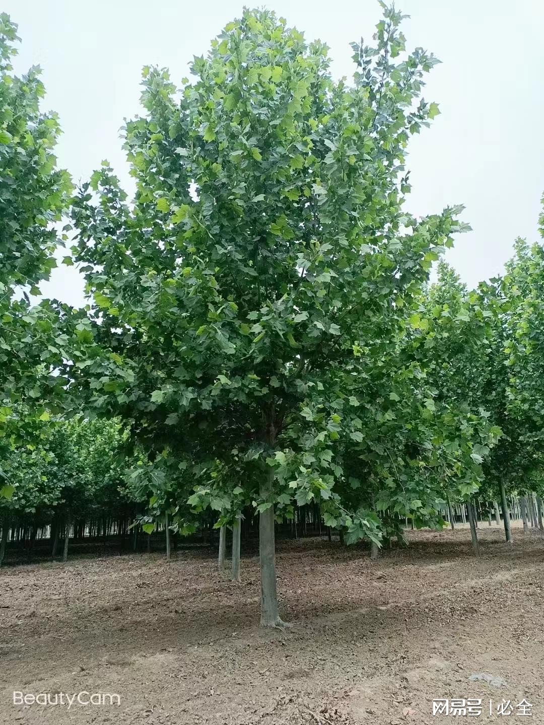 盆栽致富经_致富苗木种植盆景怎么样_种植盆景苗木致富